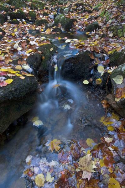 USA, Maine, Acadia NP Fallen leaves on stream